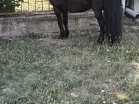 Kůň, Australian Pony — foto 2
