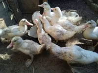 Ducks — Foto 7