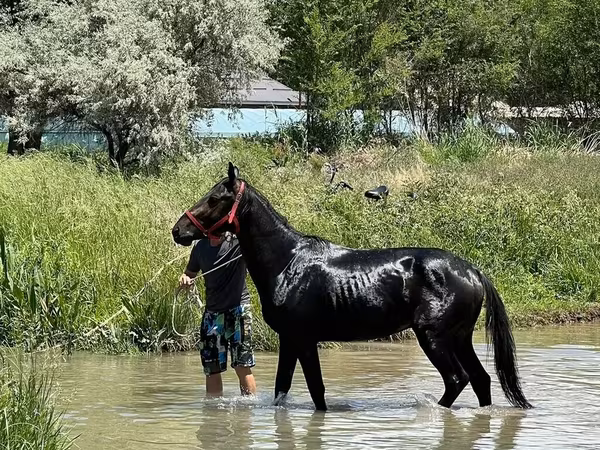حصان, Karachay horse