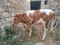 Vaca, Simmental cattle — foto 5