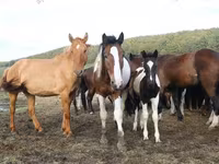 Jument, Horse breed — photo 8
