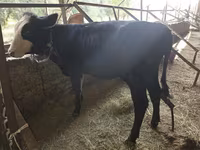 Toro, Ganado vacuno — foto 3