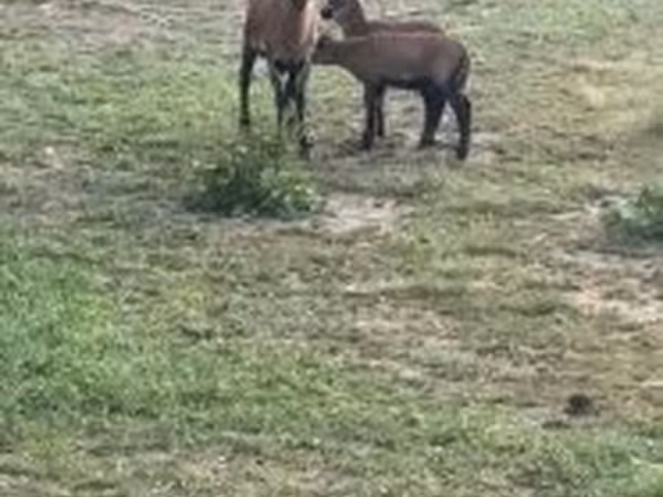 भेड़, Cameroon sheep