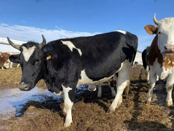 Vache, Russian Black pied cattle