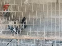Rhode Island Red — foto 4