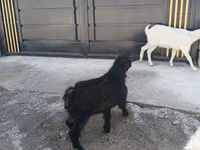 公山羊, Goats — 照片 2
