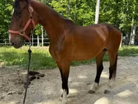 Jument, Dutch warmblood horse — photo 6