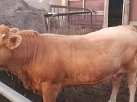 Bull, Auliekol breed — photo 5