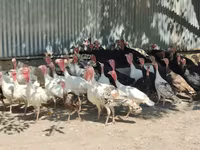 Turkeys — फ़ोटो 1