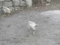 Chickens — photo 1