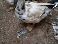domácí kachna pižmová — foto 2