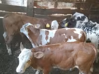 Taureau, Simmental cattle — photo 1