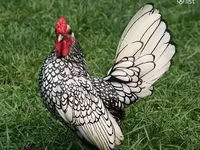 سيبرايت — الصورة 1