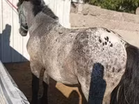 Horse (M), Appaloosa — photo 2