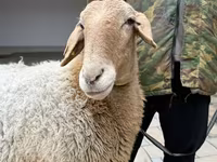 Brebis, Awassi sheep — photo 8