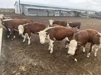 Vaca, Vaca kazaja de cabeza blanca — foto 2