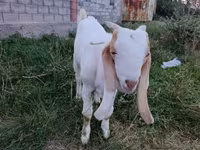 Boucs, Gulabi goats — photo 1