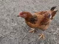 Chickens — zdjęcie 1