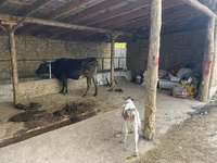 Vache, Swiss cattle — photo 1