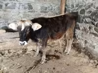 公牛, Cattle — 照片 3