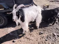 बकरी, Angora goats — फ़ोटो 1