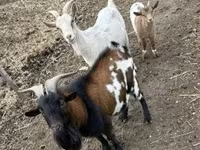 Cabras (lote, sexo no especificado), Cabras — foto 4