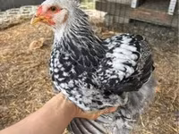 Brahma — Foto 2