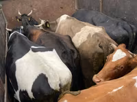 Byk, Russian Black pied cattle — zdjęcie 2