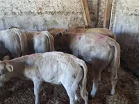Бик, Charolais cattle — фото 5
