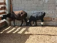 母羊, Sheep — 照片 3