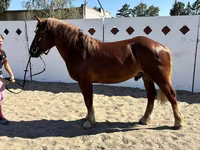 Cheval, Russian Heavy Draft — photo 6