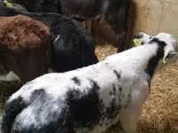 Taureau, Simmental cattle — photo 6