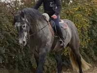 Horse (M), Andalusian horse — photo 3
