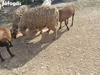 Koza, Kozy — foto 2