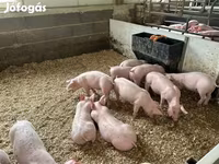Pigs (batch, sex not specified), Pigs — photo 7