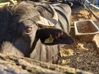 Vaca, Búfalo — foto 4
