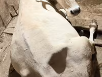 Vache, Ukrainian Brown Dairy Cattle — photo 1