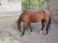 حصان, Karachay horse — الصورة 2