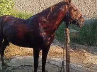 Kůň, Karabakh horse — foto 1