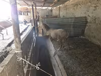Carnero, Rhon sheep — foto 3