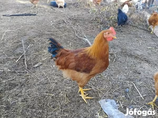 Yeni Hemşir Qırmızı