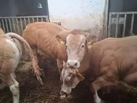 Bulle, Blonde d’Aquitane cattle — Foto 3
