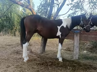 母马, Kyrgyz Horse — 照片 4