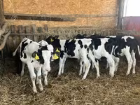 Býk, Russian Black pied cattle — foto 4