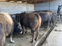 Býk, Swiss cattle — foto 2