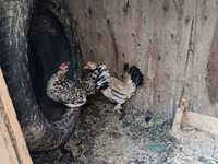 Japanisches Bantam — Foto 2