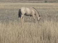 Jument, Mugalzhar horse — photo 5
