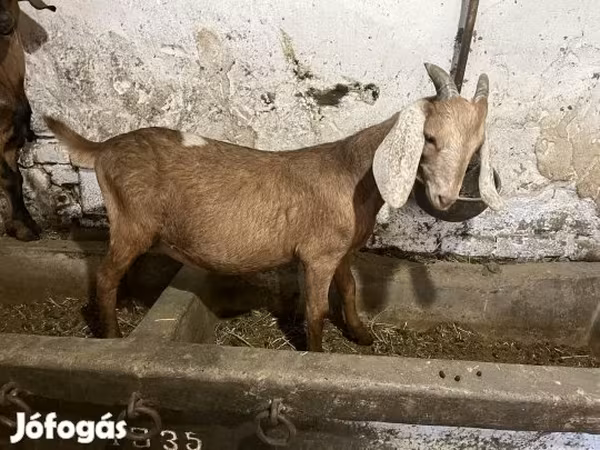 Boucs, Nubian Goat
