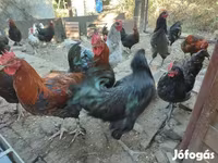 Marans — Foto 4