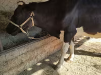 Vaca, Raza Holstein — foto 3